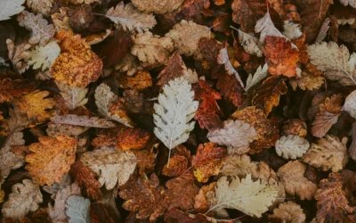 🍂 De ‘R’ zit weer in de maand: tijd voor extra aandacht voor je gezondheid!